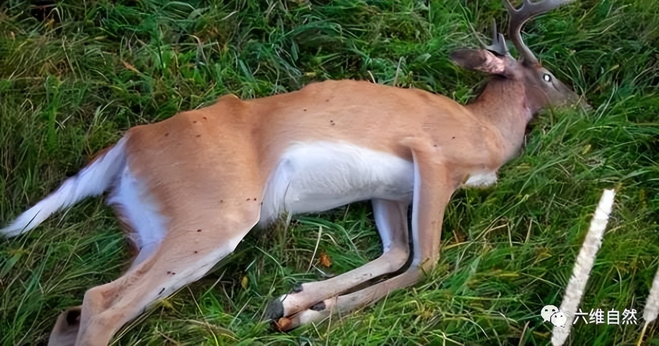 英国出现“僵尸”鸽子,英国出现僵尸鸽子人类会感染吗