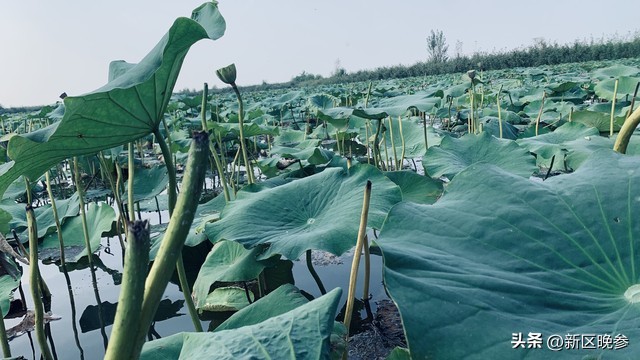 请别误会,吐槽白洋淀