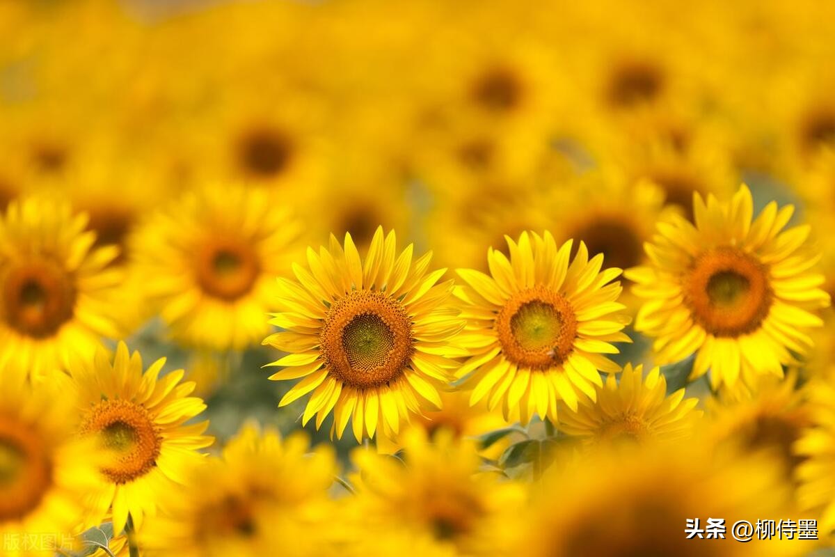怎样用手机拍出向日葵好看的照片,向日葵怎样拍好看