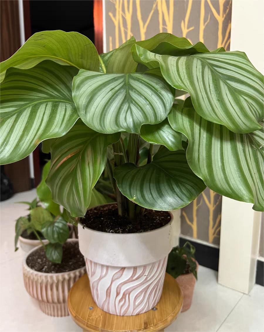 养竹芋用什么土好,养青苹果竹芋用氮肥还是磷肥