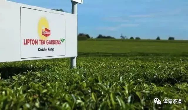 喝茶的国家有哪些,世界上喝茶的国家有哪些