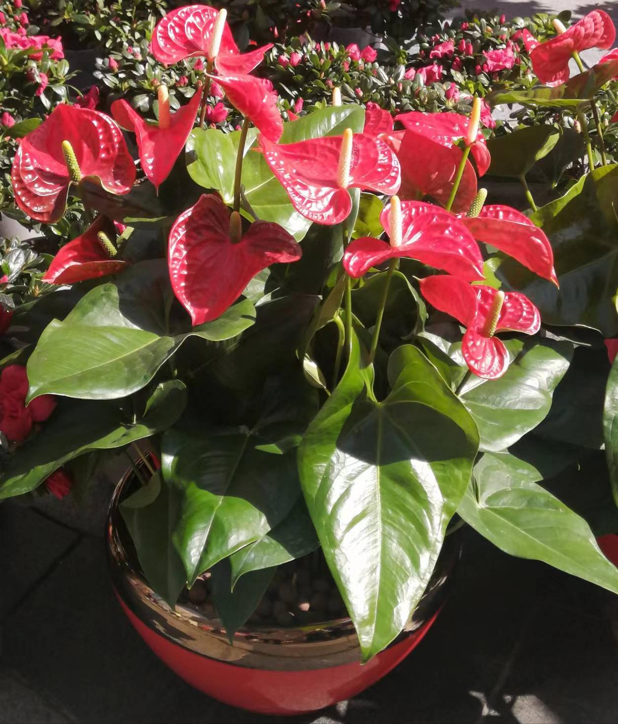 客厅买什么花放最好风水旺,客厅摆什么花容易招财运