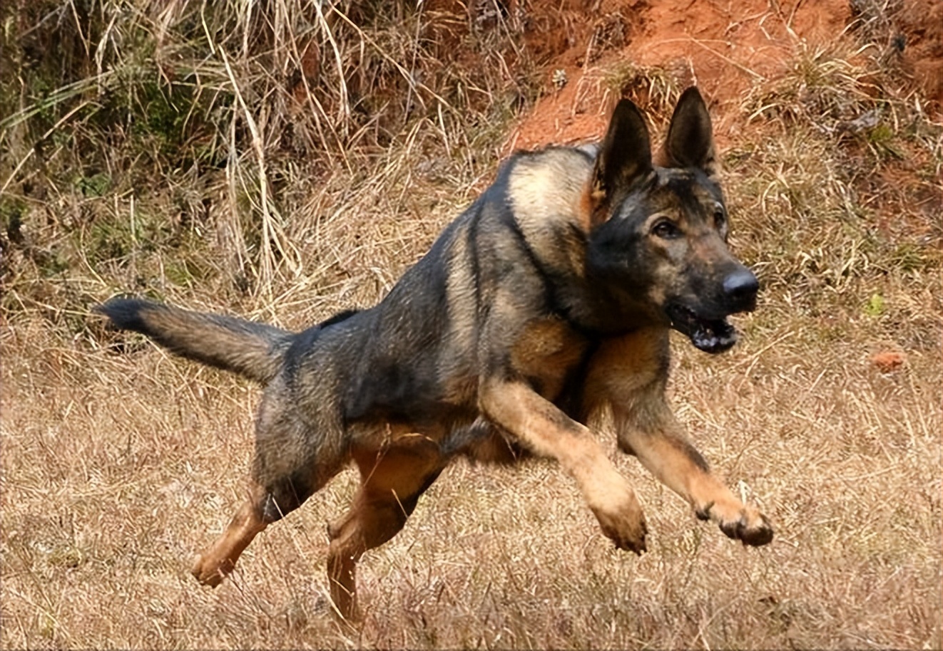 昆明犬的毛病,昆明犬的优缺点