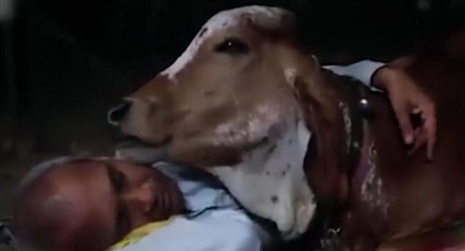 跟牛结婚的印度小伙现在怎么样了,印度男子花17万元与母牛结婚