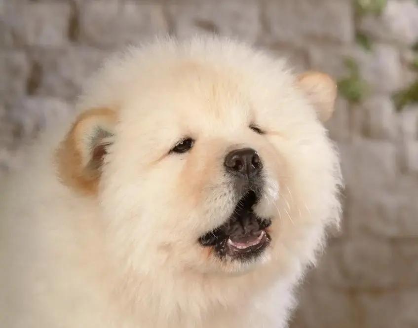 松狮犬的优点和缺点,松狮犬的优点与缺点是什么