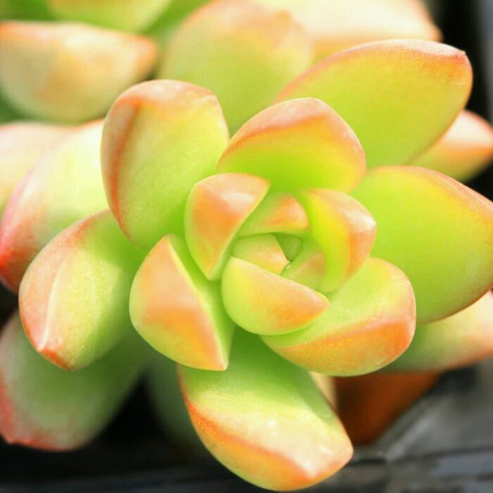 爱徒长的黄丽别嫌弃，3月控一控，养成漂亮“宝石花”