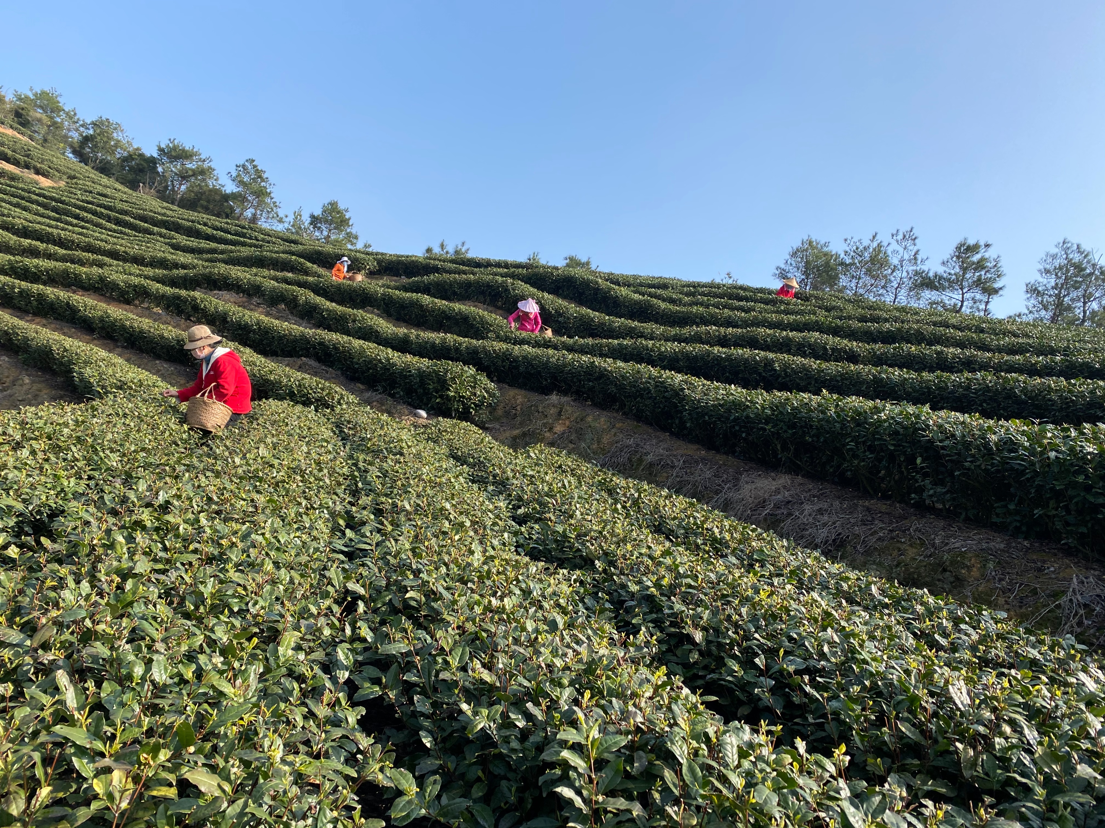 真有一款元宵茶！它的诞生，正与元宵节有关......