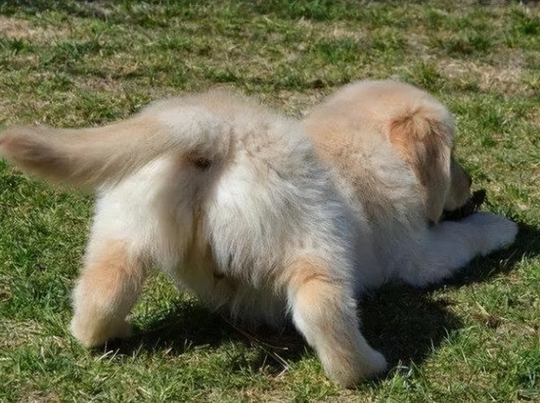 狗狗间断性弓背发抖尖叫行动缓慢,狗狗弓背发抖后腿无力怎么治疗