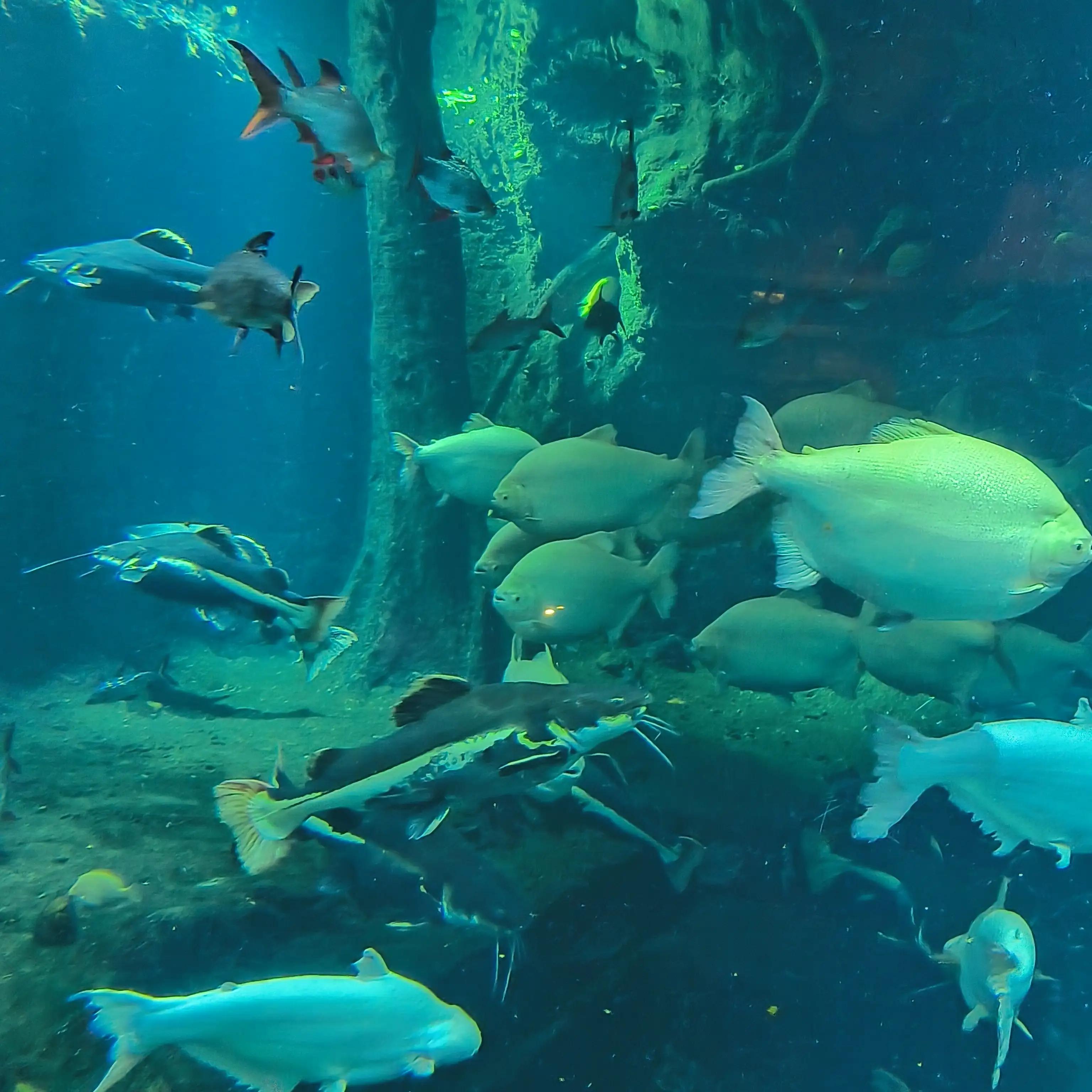 珠海长隆海洋王国自助餐,珠海长隆海洋王国一日游作文