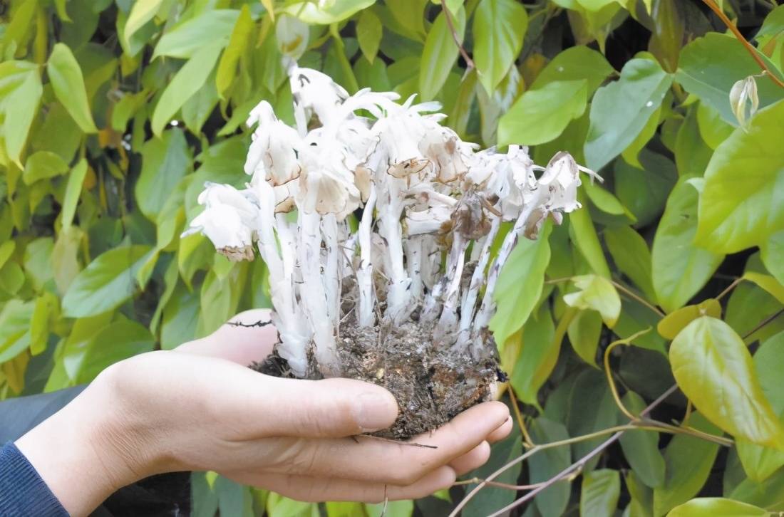 冥界之花为什么叫起死回生的仙草,大量出现冥界之花的预兆