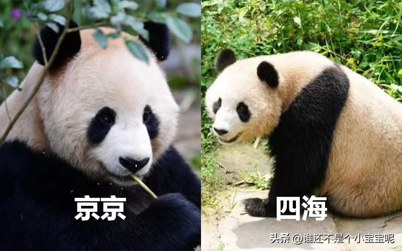 目前在国外的大熊猫有几只,大熊猫国外租借了多少只