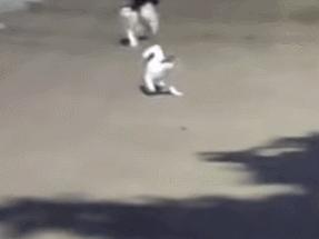 怎样测试猫咪的智商低还是高,如何测试猫咪的智商高不高