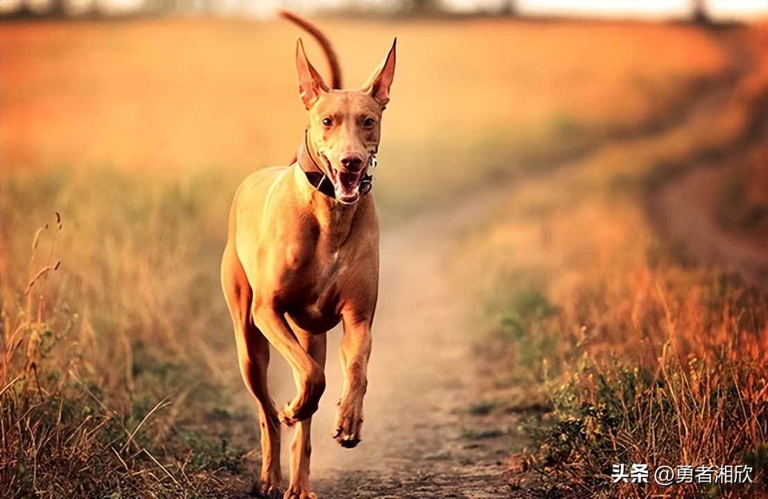 世界最好看的小型宠物狗,各种各样的宠物狗介绍大全