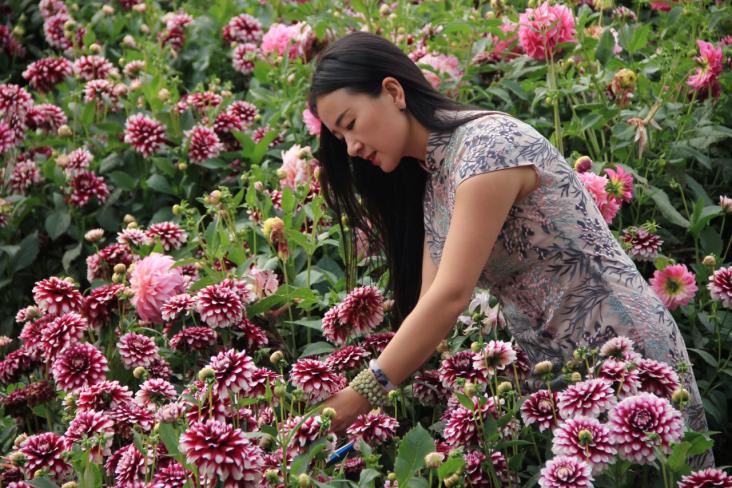 花色多，花形美——切花新贵大丽花，这些品种你都认识吗？