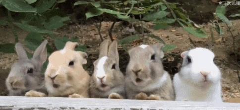 介绍兔子的英文短语不少于五句,和兔子有关的英语短句
