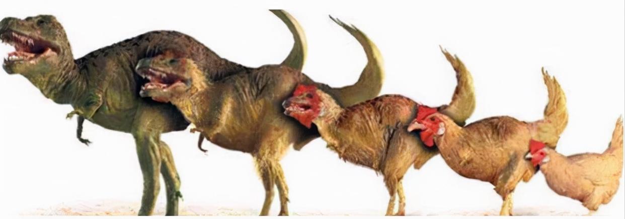 鸡的祖先是霸王龙？它为何每天都下蛋，细数鸡身上的“恐龙基因”