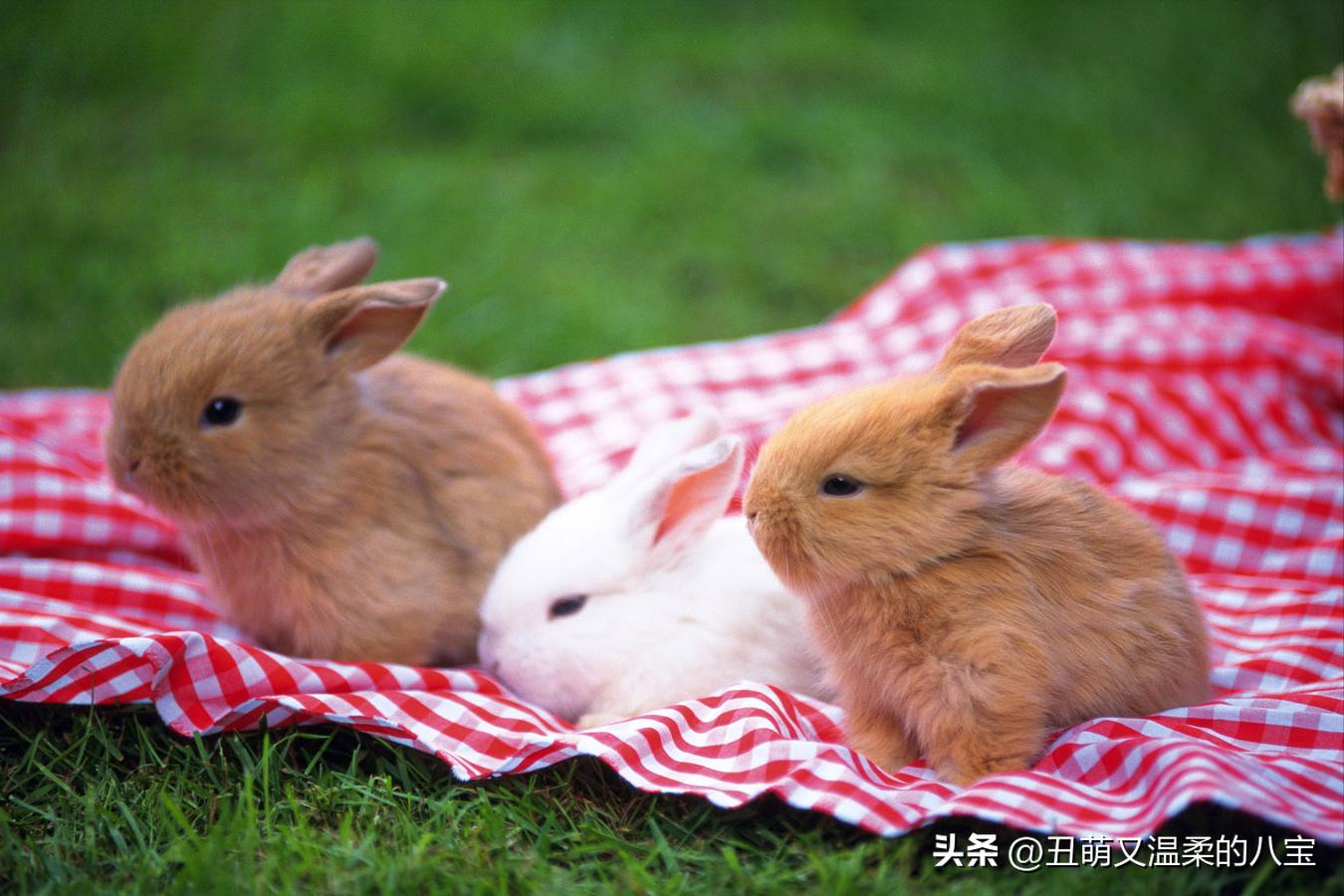 兔子打喷嚏打不出来怎么办,兔子打喷嚏精神不振