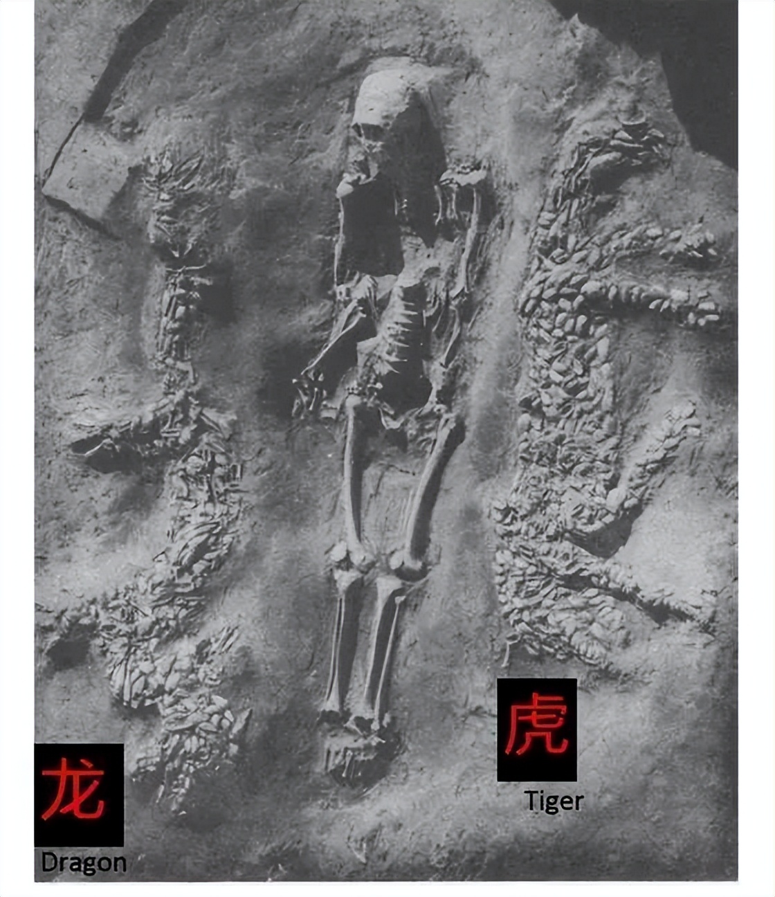 红山玉龙中华第一龙简介,红山玉龙的演变