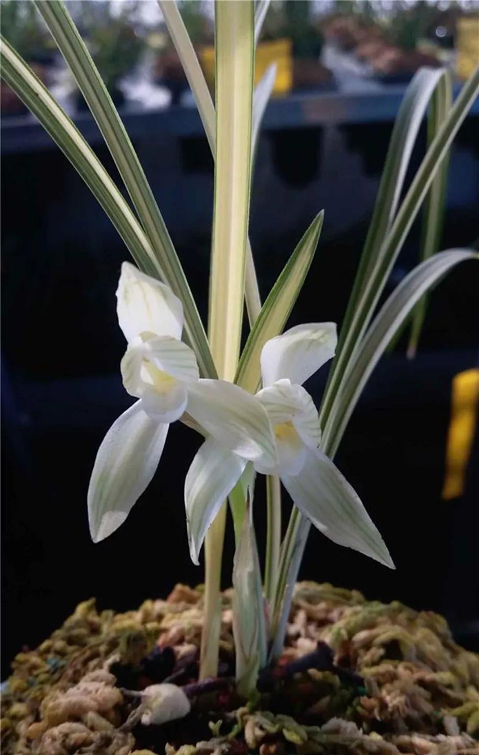 2014年,他花五十元选育到一棵多艺极品,有人出价50万他都不卖