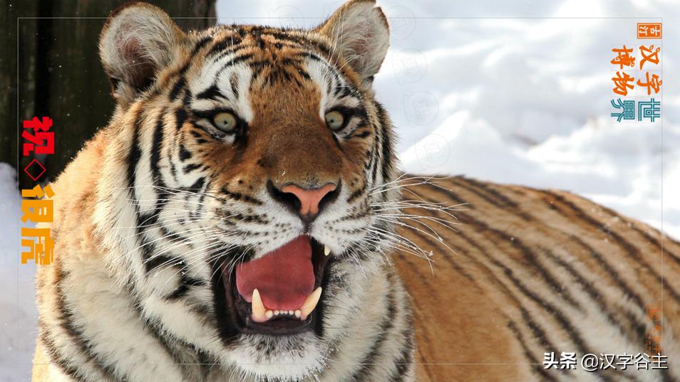 虎年带虎的成语,搜集有关虎年的成语十则