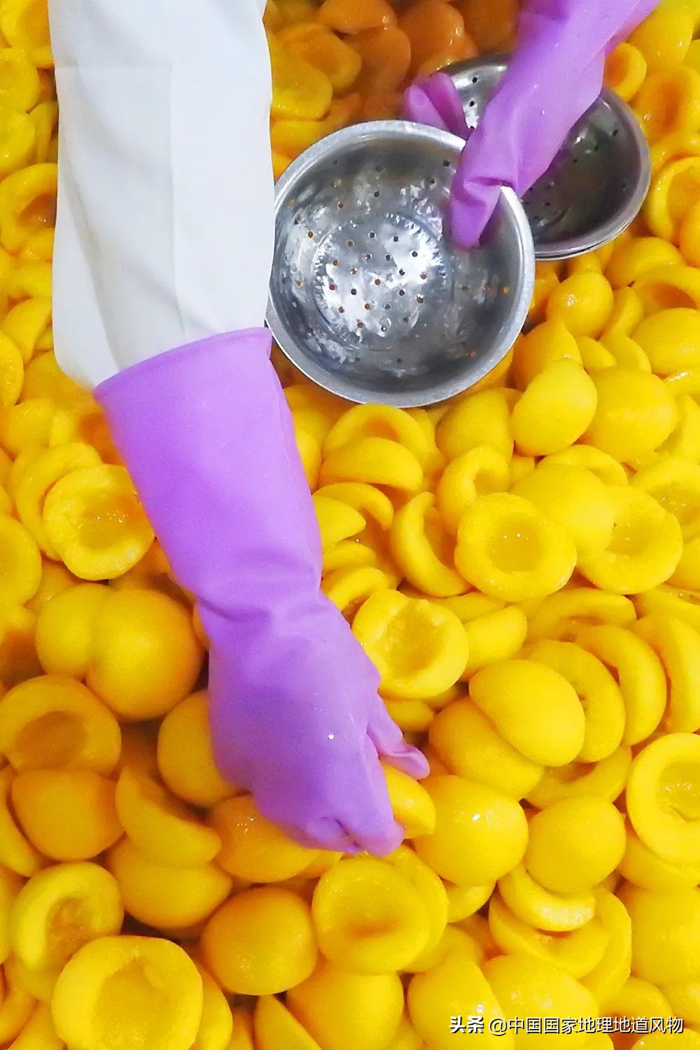 中国的罐头在哪里,中国罐头分布地区