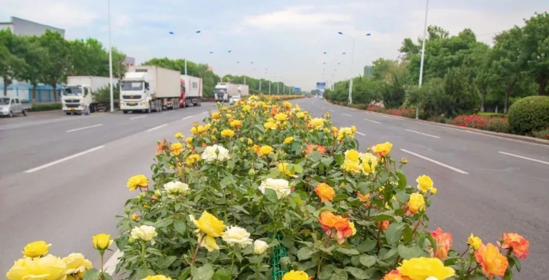 “路”人皆知“坛”花常见！泰达这些精品道路、花坛等你来打卡！