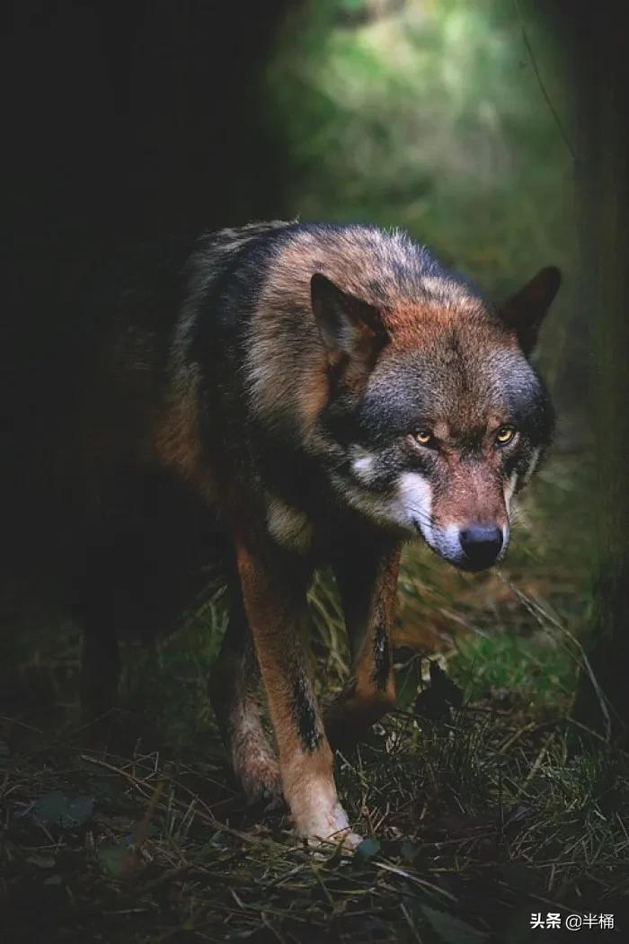 狼这种动物的特性是什么,世界十大可怕动物狼