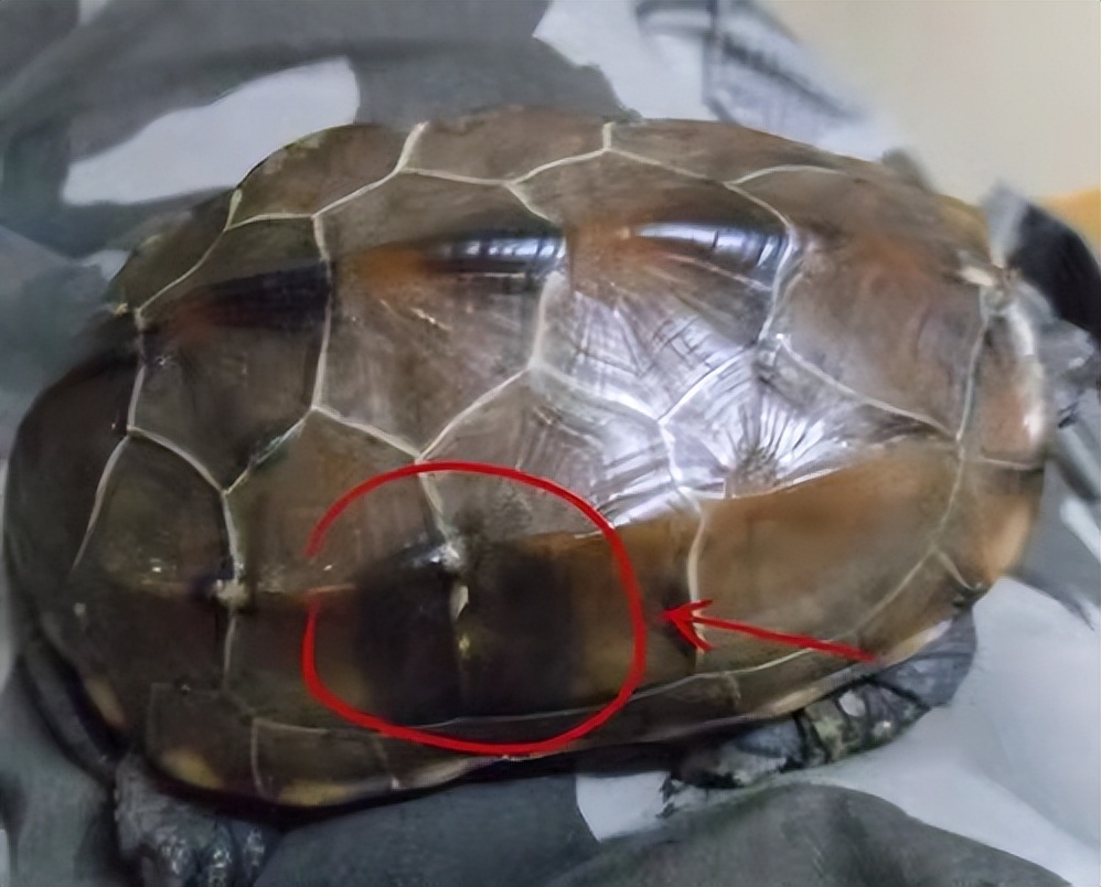 水龟疾病,水龟生病怎么疗养