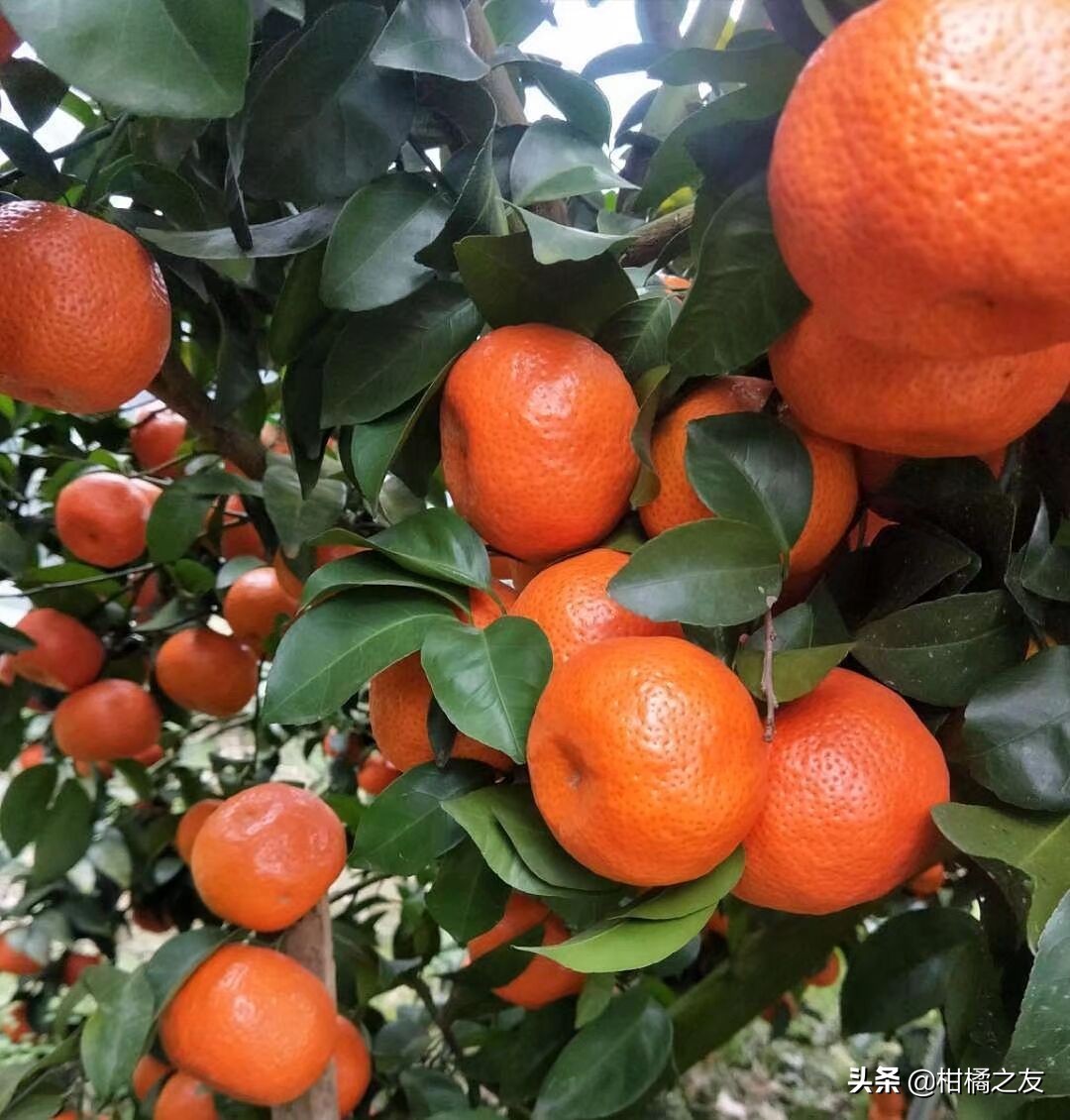 未来柑橘果农该何去何从,种植柑橘靠品质盈利谈何容易
