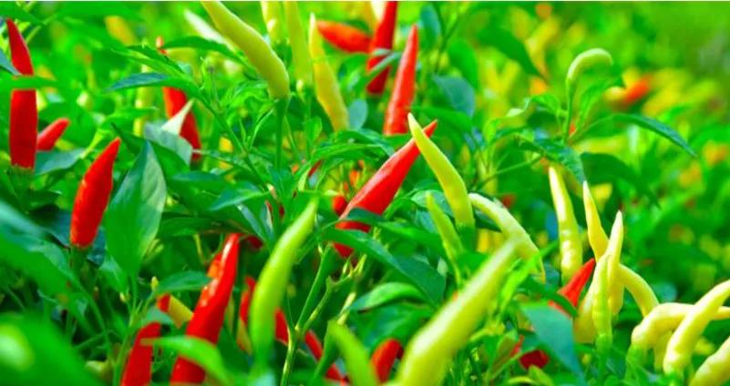 土蚕杀灭方法,辣椒苗里面有土蚕咋办