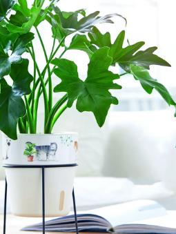 大叶春雨的功效和副作用有哪些,大叶春芋可以放在卧室吗