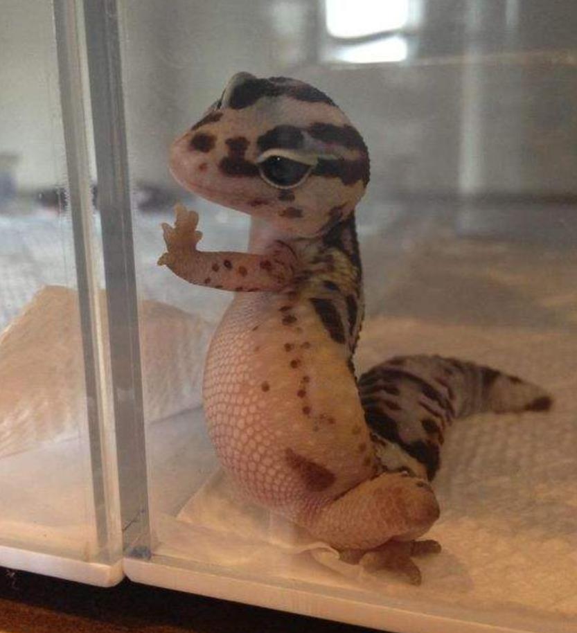 一点红就能辨女子贞洁,古代守宫砂是什么原理?李时珍:大半假的