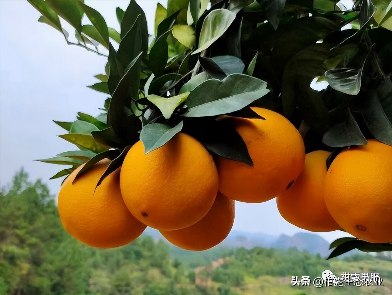 中国水果第一大省有多强视频,广西最大的水果基地