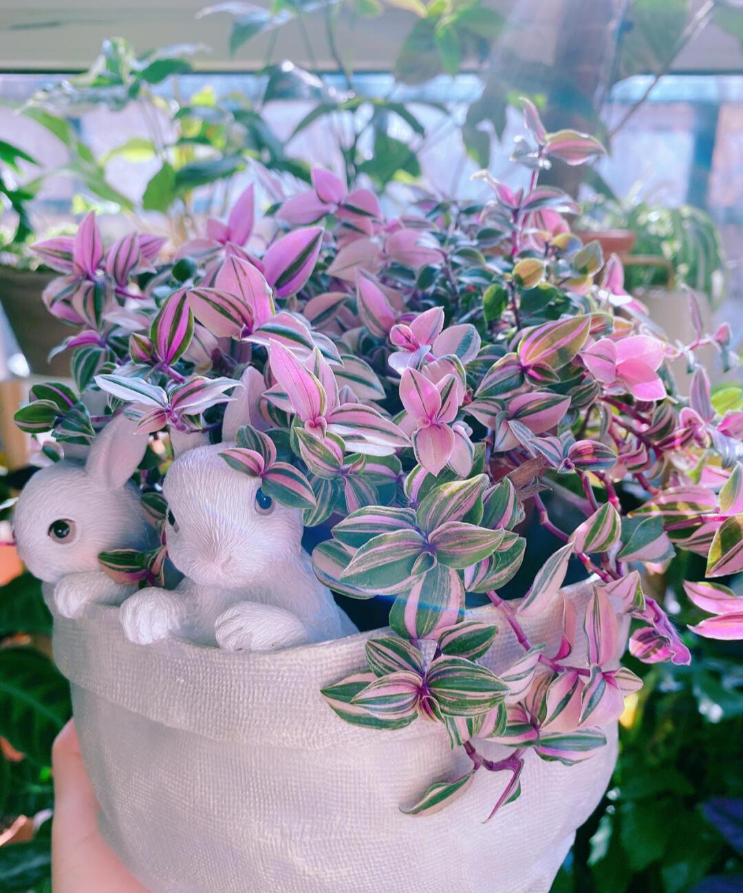 治愈系盆栽绿植推荐,室内小型绿植花卉推荐品种