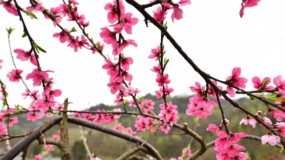 四时八节易养生,春分节气的养生正能量句子