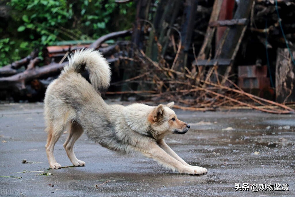 你知道狗的尾巴是什么形状的吗,狗的尾巴像什么,有什么不同?