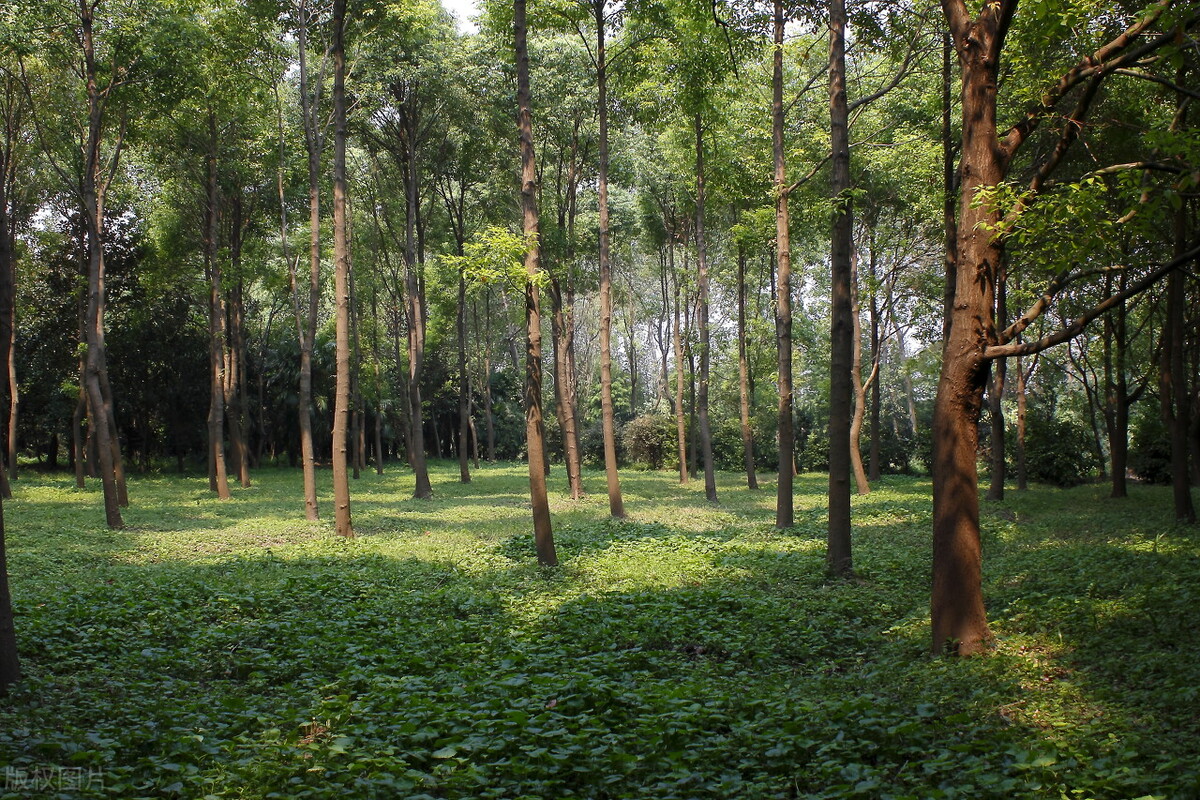 上海附近的森林秘境,上海惊现的森林秘境
