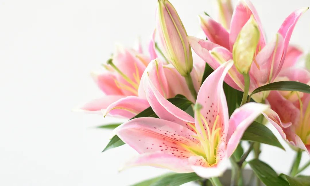 百合花折纸,百合花养殖方法