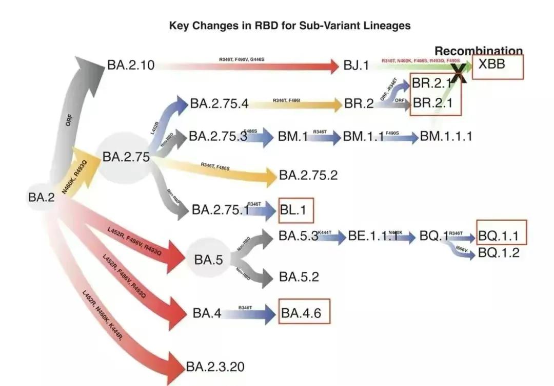 北京将迎来重症高峰,北京第一波感染高峰结束了吗