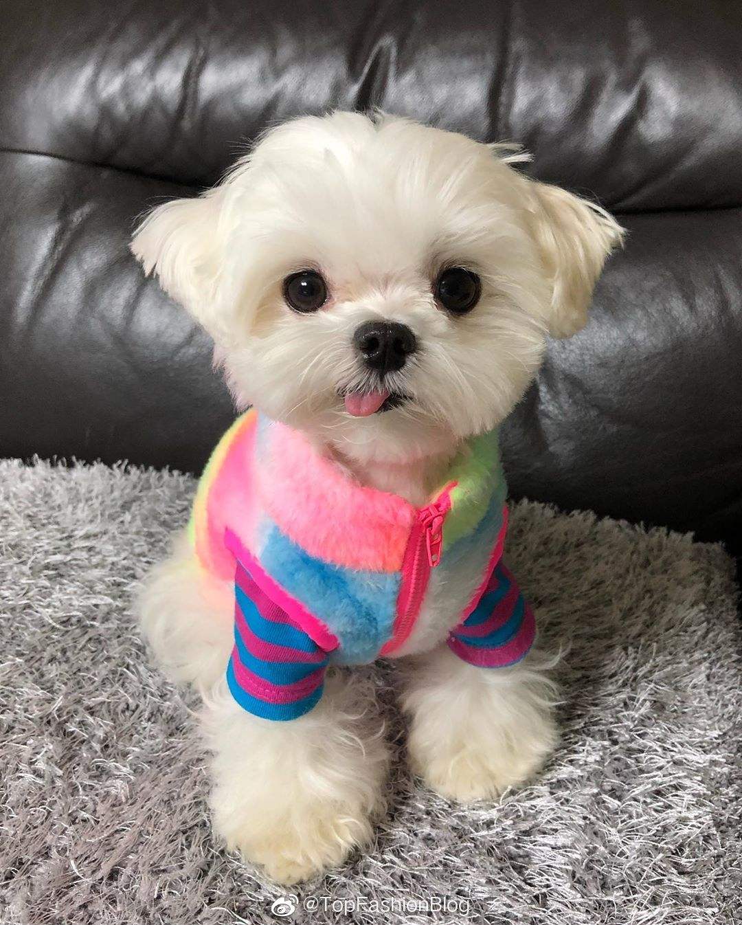 最不臭的狗,什么宠物狗不臭好养