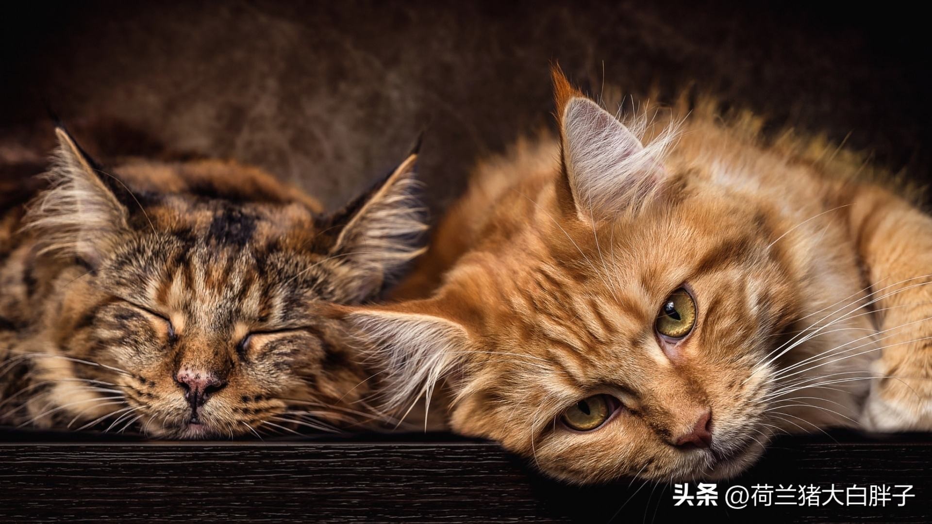 宠物猫咪应该怎么修理,宠物猫消化不良呕吐怎么办