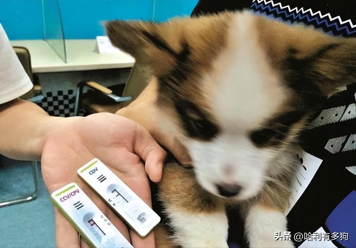 狗狗得犬瘟吃草是自救吗,狗狗犬瘟可以吃稀饭吗