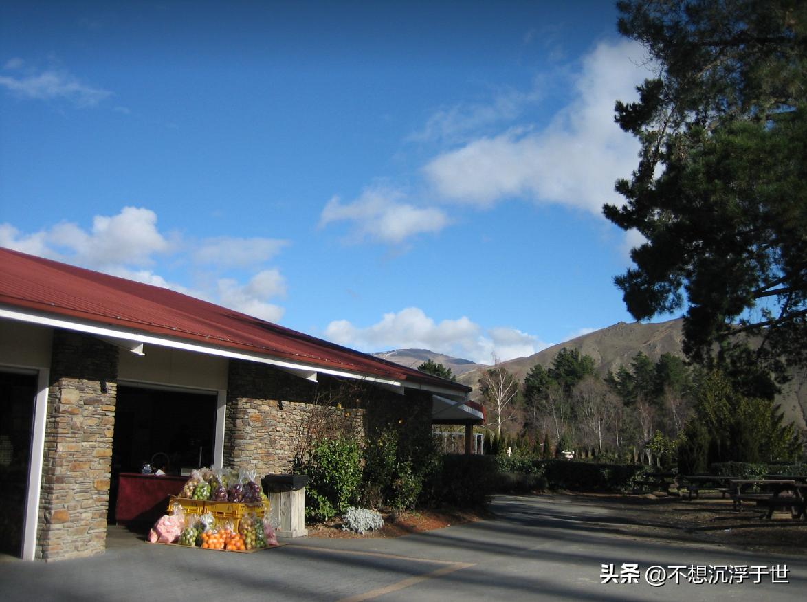 新西兰满街水果,新西兰路边水果图片