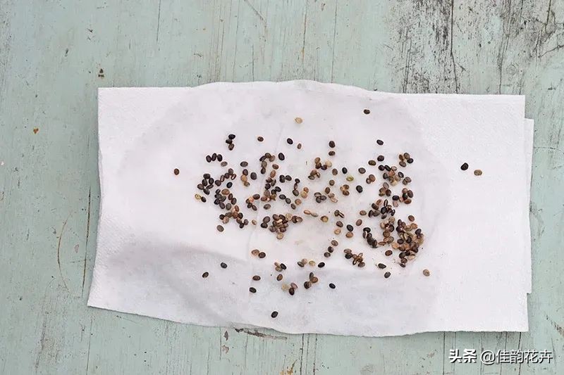 花卉绿植扦插繁殖方法视频播放,各种花卉的扦插视频教程