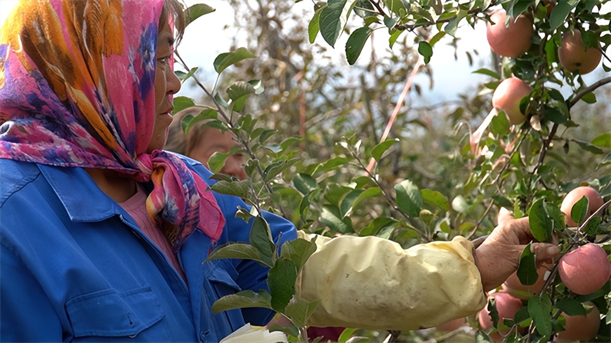现代农业示范园助力乡村产业振兴,农村发展苹果产业好的经验