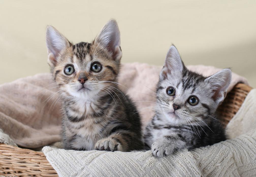 为什么猫咪在视频里不认得主人,猫咪为什么不往上看