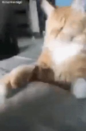 不建议新手养缅因,不养缅因猫的6个理由太可怕了