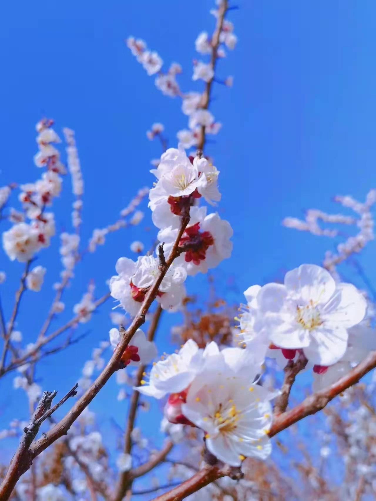 清明十首最好诗赏析,清明节诗词作品