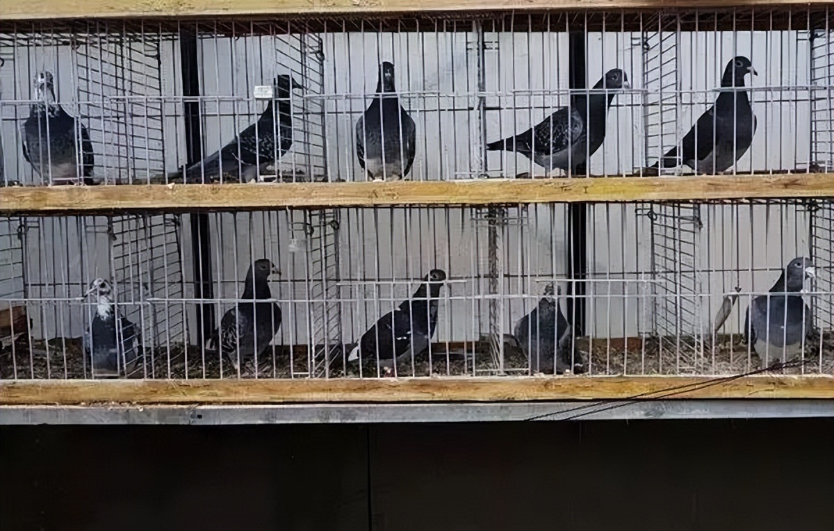 怎样培育自己的主力鸽,怎样从一窝鸽子挑出最好的狗