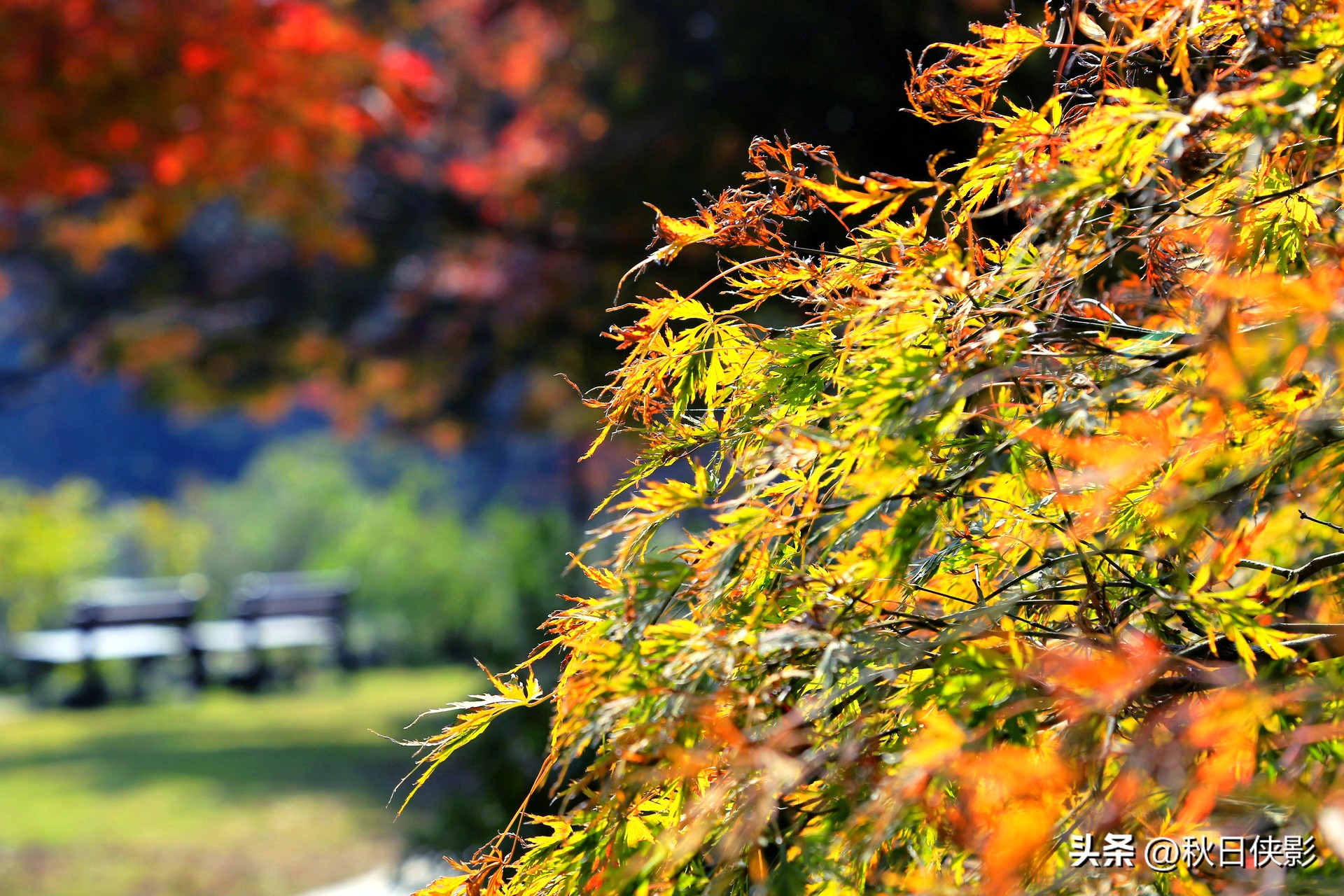 杭州秋天看枫叶最佳地点,杭州进入最佳赏枫季